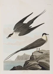Ilustración de 