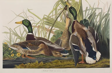 Ilustración de 