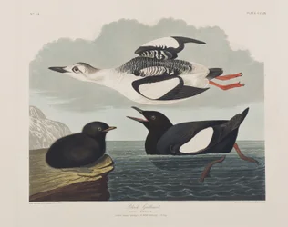 Ilustración de 
