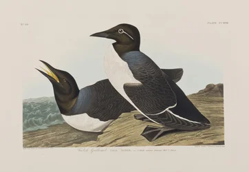 Ilustración de 