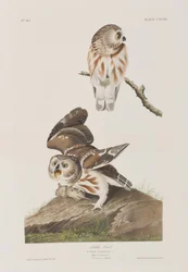 Ilustración de 