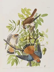 Ilustración de 