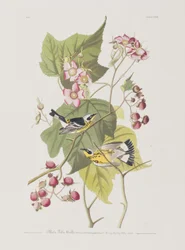 Ilustración de 