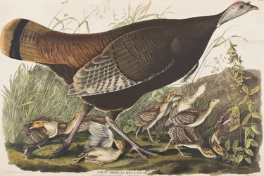 Ilustración de 