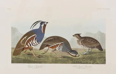 Ilustración de 