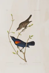 Ilustración de 
