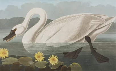 Ilustración de 