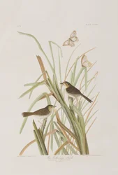 Ilustración de 