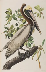 Ilustración de 