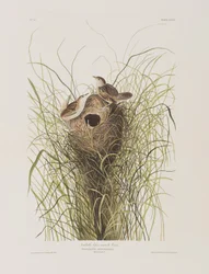 Ilustración de 