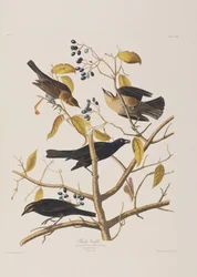 Ilustración de 