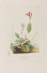 Ilustración de 