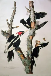 Pájaro carpintero de pico de marfil, de 