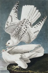 Halcón Jer o de Islandia, Falco Islandicus, de "The Birds of America" por John J. Audubon, pub. 1827-38