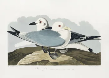 Gaviota tridáctila, de *Birds of America* (1827)