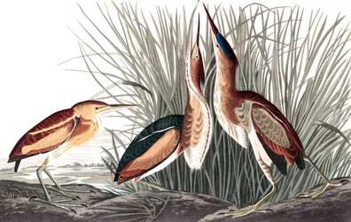 Avetoro Menor, Ixobrychus Exilis, de "The Birds of America" por John J. Audubon, pub. 1827-38 (grabado coloreado)