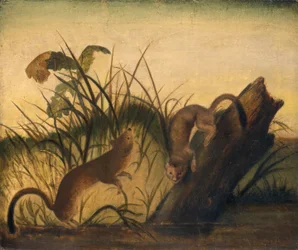 Comadreja de cola larga, hacia 1845.