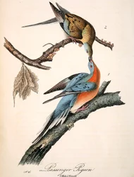 La paloma mensajera de Mershon (lámina de Audubon, cultivo)