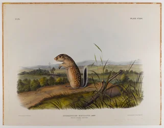 Ardilla marmota mexicana