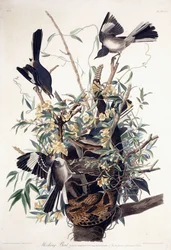 Sinsonte (Turdus Polyglottus)