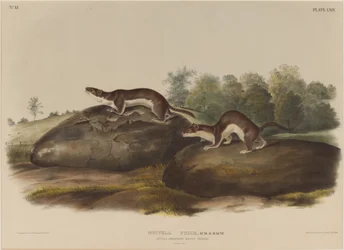 Mustela Fusca