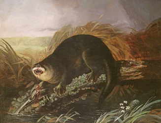 Nutria atrapada en una trampa
