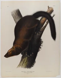 Martín pescador de Pennant
