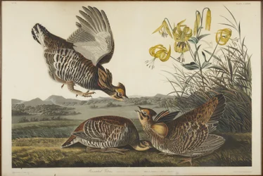 Gallo de las praderas