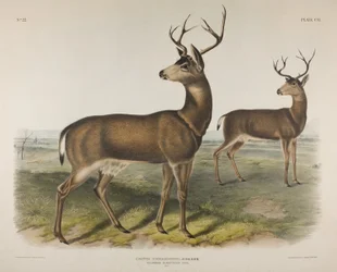 Lámina 106. Cervus Richardsonii, Aud & Bach. Ciervo de cola negra de Columbia, 1848