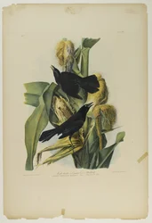 Grajo púrpura o mirlo común, impreso por Julien Bien y publicado por Roe Lockwood & Son, 1861