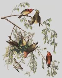 Piquituerto común, Loxia Curvirostra, de "Las aves de América" por John J. Audubon, pub. 1827-38