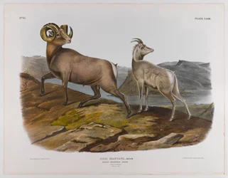 Oveja de las Montañas Rocosas, 1845