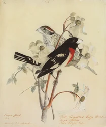 Picogrueso pechirrosado, 1938