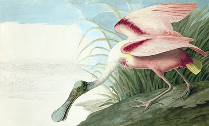 Espátula rosada, Platalea Ajaja, de "The Birds of America" por John J. Audubon, pub. 1827-38