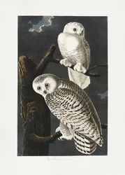 Búho nival, de *Birds of America* (1827)