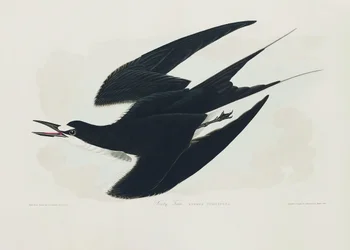 Charrán sombrío de Birds of America (1827)