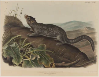 Spermophilus Macrourus (ardilla de cola larga)