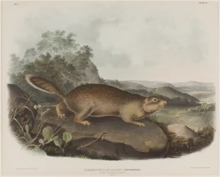 Spermophilus Parry (Ardilla marmota de Parry)