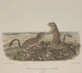 Spermophilus Tridecemlineatus (Dos Ardillas Leopardo)