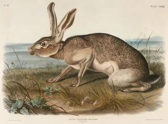 Liebre texana (Lepus Texianus), 1848
