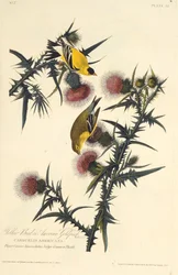 El jilguero americano. De Las aves de América, 1827-1838
