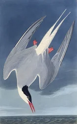 El charrán ártico. De Las Aves de América, 1827-1838