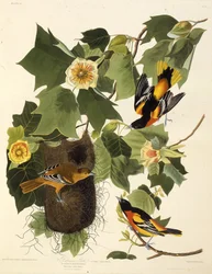 El oropéndola de Baltimore. De Los Pájaros de América, 1827-1838