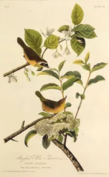 La Reinita de Maryland. De Las Aves de América, 1827-1838