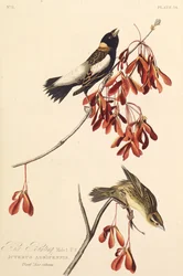 El pájaro arrocero. De Los Pájaros de América, 1827-1838