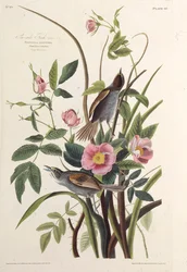 El pinzón costero. De Las Aves de América, 1827-1838