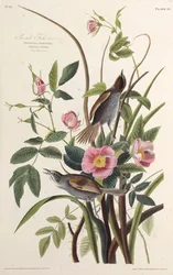 El pinzón de la costa. De Las aves de América, 1827-1838