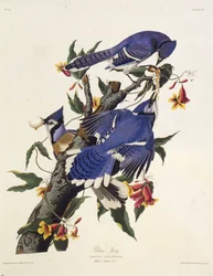 El arrendajo azul. De Las Aves de América, 1827-1838