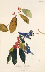 La reinita cerúlea. De Las Aves de América, 1827-1838
