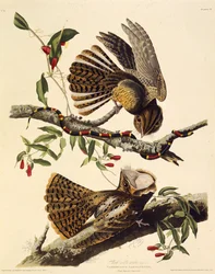 El chuck-wills-widow. De Las Aves de América, 1827-1838